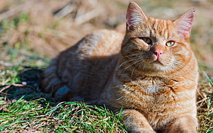 brown tabby cat on green grass HD wallpaper